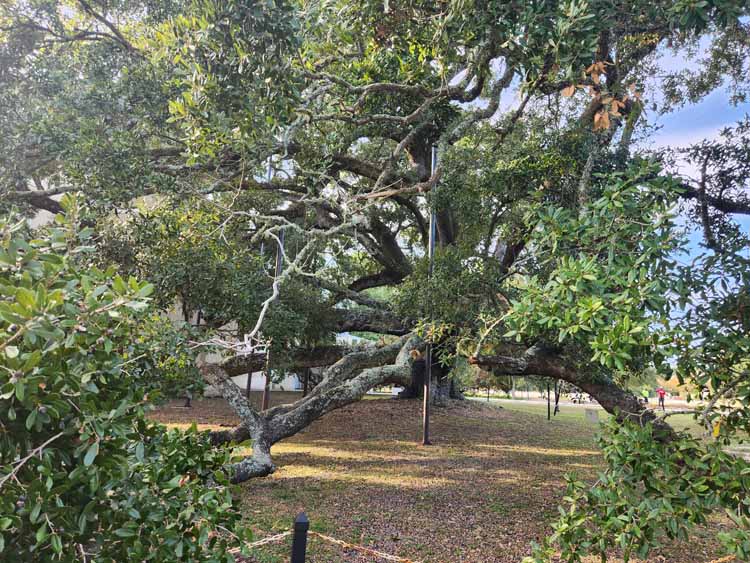 live oak tree